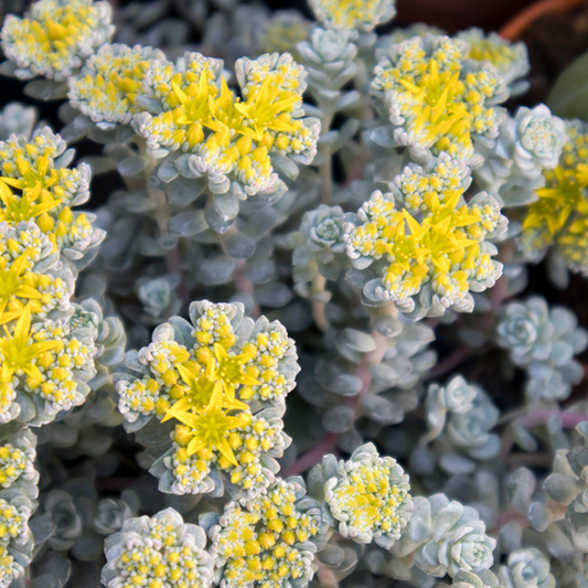 Sedum spathulifolium 'Cape Blanco' Sedum spathulifolium 'Cape Blanco'