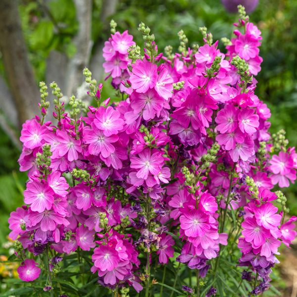 Sidalcea 'Party Girl'