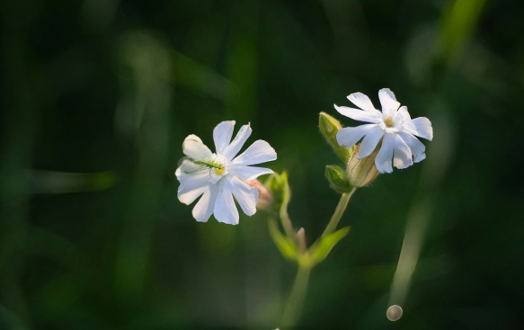 A Pollinator Magnet with Extended Flowering. A Pollinator Magnet with Extended Flowering.