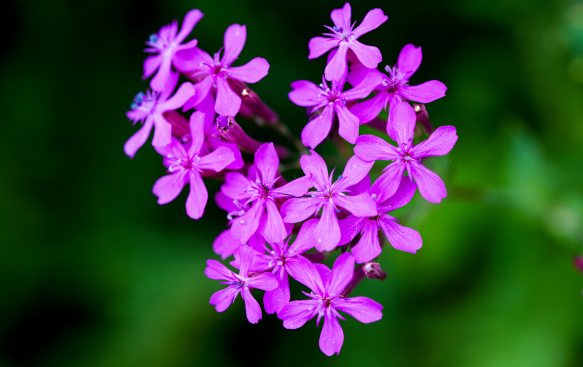 Silene: A Delicate Splash of Colour for Naturalistic Gardens. Silene: A Delicate Splash of Colour for Naturalistic Gardens.