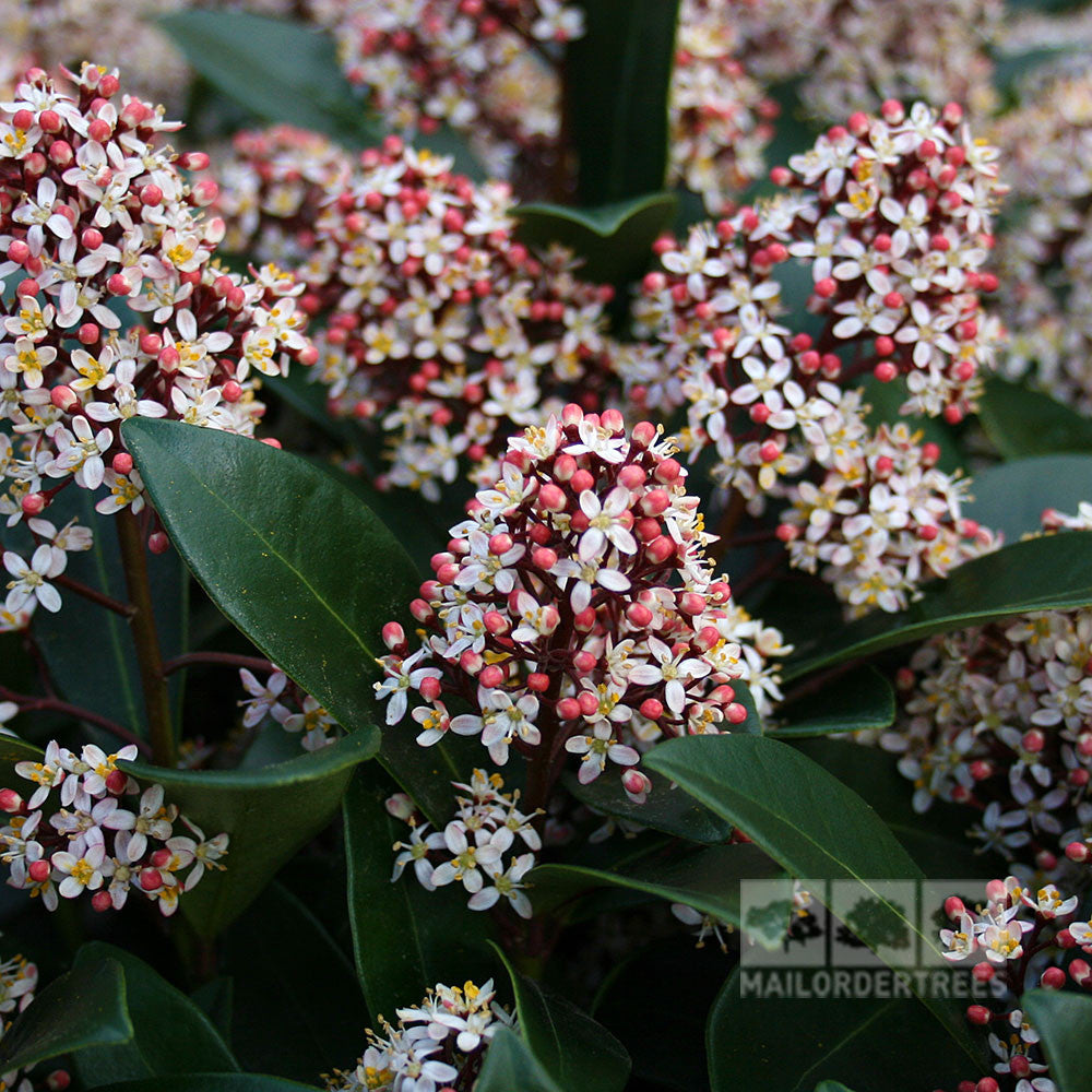An image features clusters of pink and fragrant white flowers and dark green leaves of the evergreen shrub, Skimmia Rubella - Japanese Skimmia. The MAILORDERTREES logo appears in the lower right corner.