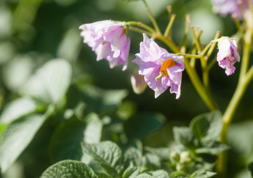 Fast-Growing and Easy to Care For. Fast-Growing and Easy to Care For.