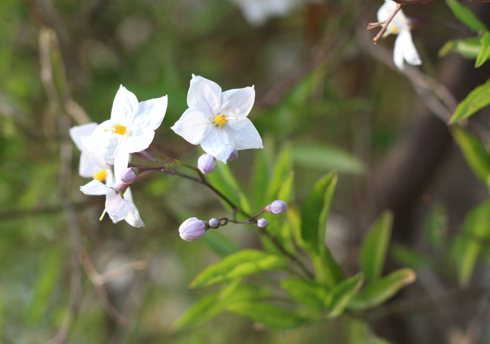 Solanum: A Colourful Climber with a Mediterranean Flair. Solanum: A Colourful Climber with a Mediterranean Flair.