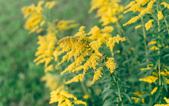 Drought-Resistant with a Natural Charm. Drought-Resistant with a Natural Charm.