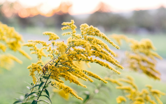 Solidago: A Burst of Golden Sunshine for Late Summer. Solidago: A Burst of Golden Sunshine for Late Summer.