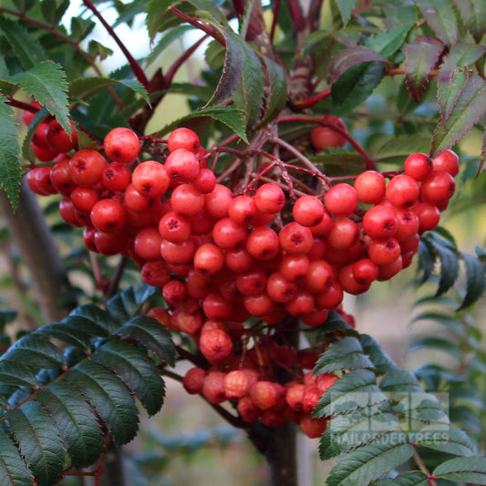 Sorbus Eastern Promise - Mountain Ash Tree Sorbus Eastern Promise - Mountain Ash Tree