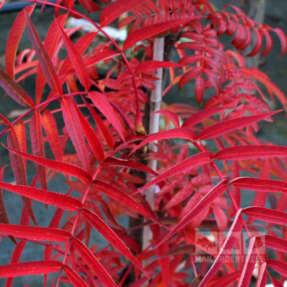 Sorbus Olympic Flame - Autumn Foliage