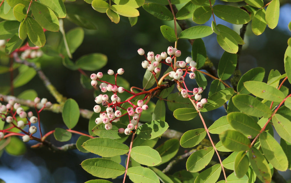 Hardy, Versatile, and Ideal for Any Garden. Hardy, Versatile, and Ideal for Any Garden.