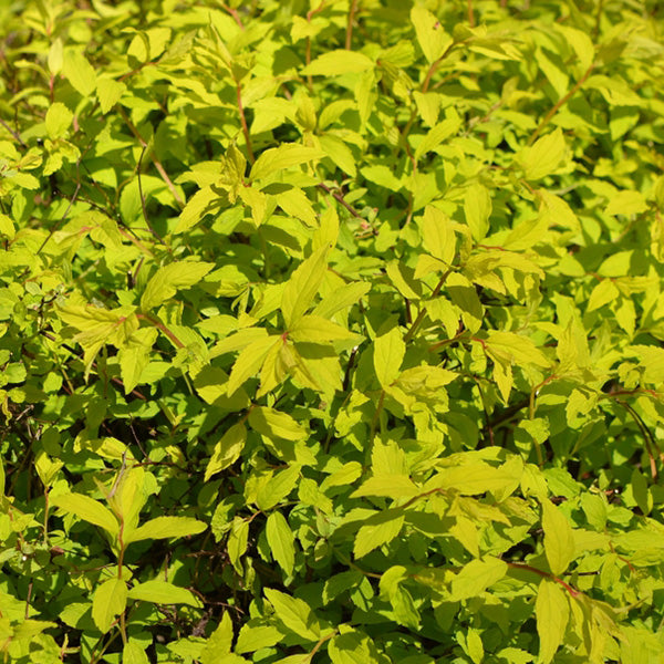 Spiraea japonica 'Goldmound'