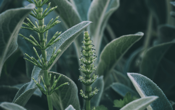 Tough, Water-Wise, and Low Maintenance. Tough, Water-Wise, and Low Maintenance.