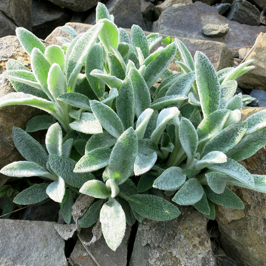 Stachys lanata Stachys lanata