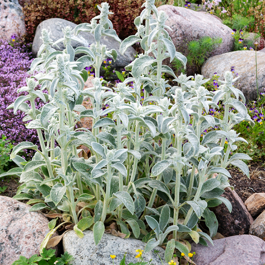 Stachys lanata Stachys lanata