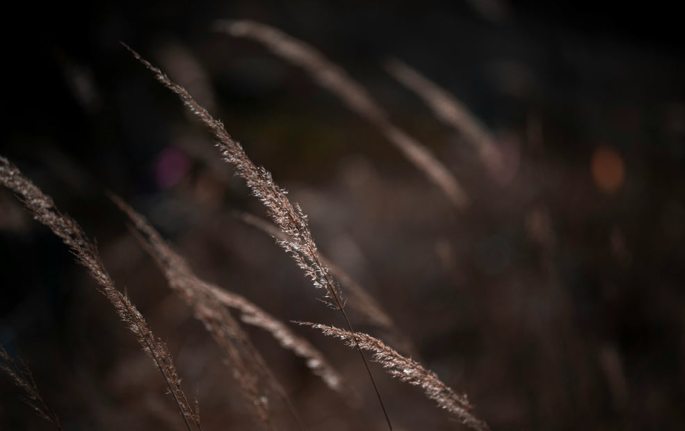 Seasonal Interest and Subtle Charm. Seasonal Interest and Subtle Charm.