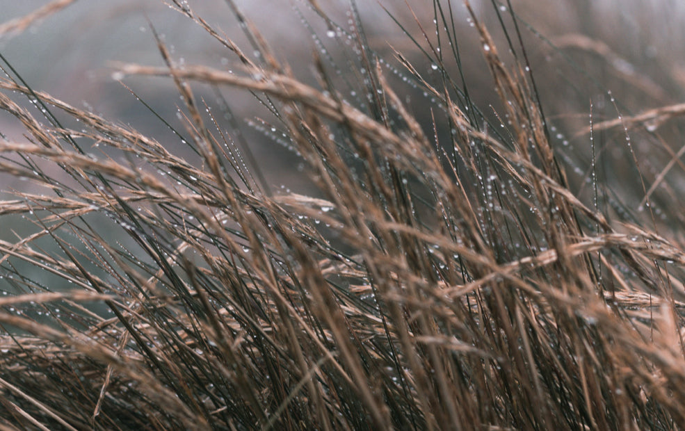 Hardy, Versatile, and Low Maintenance. Hardy, Versatile, and Low Maintenance.