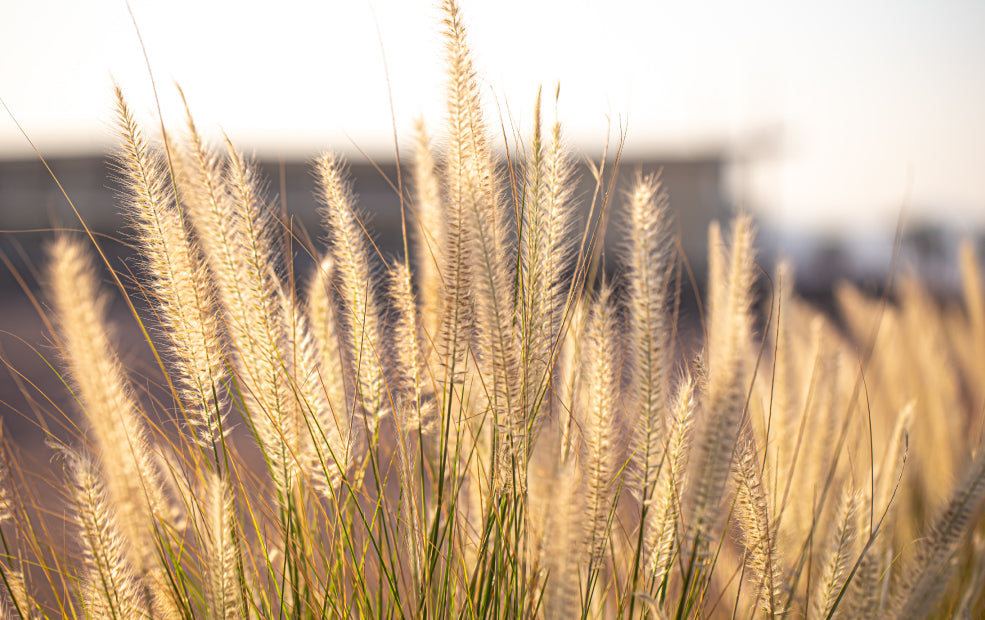 Stipa: Graceful Grasses for Texture and Movement. Stipa: Graceful Grasses for Texture and Movement.