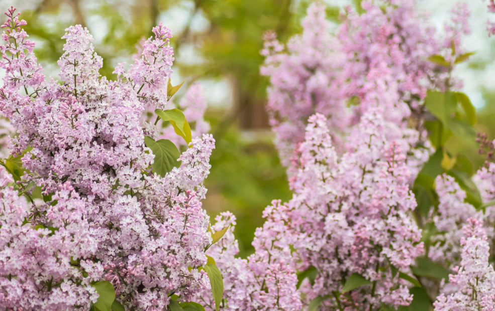 A Delight for the Senses and Nature. A Delight for the Senses and Nature.
