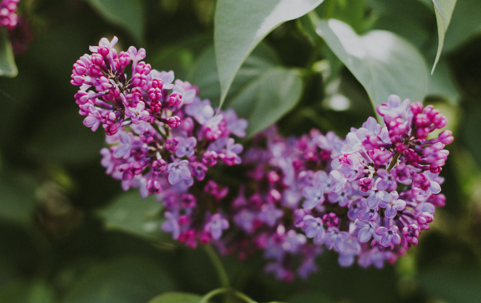 Syringa: A Fragrant Delight in Full Bloom. Syringa: A Fragrant Delight in Full Bloom.