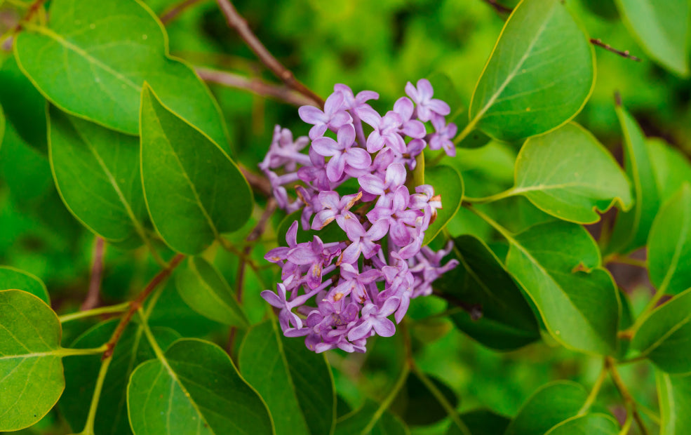 Hardy, Reliable, and Easy to Grow. Hardy, Reliable, and Easy to Grow.