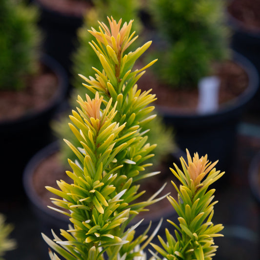 Taxus baccata Bultinick's Orange beauty Taxus baccata Bultinick's Orange beauty
