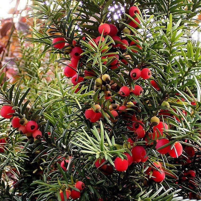 Close-up of Taxus baccata with lush green foliage and abundant red berries, making it an excellent hedging plant.