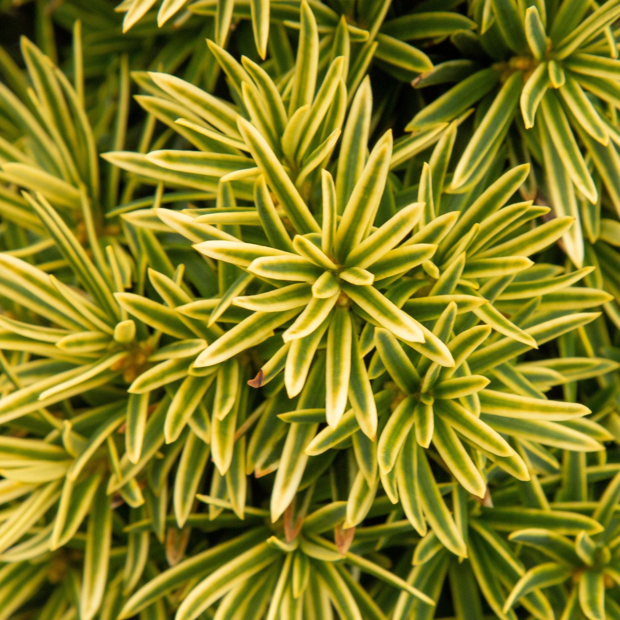Taxus baccata David – Mail Order Trees