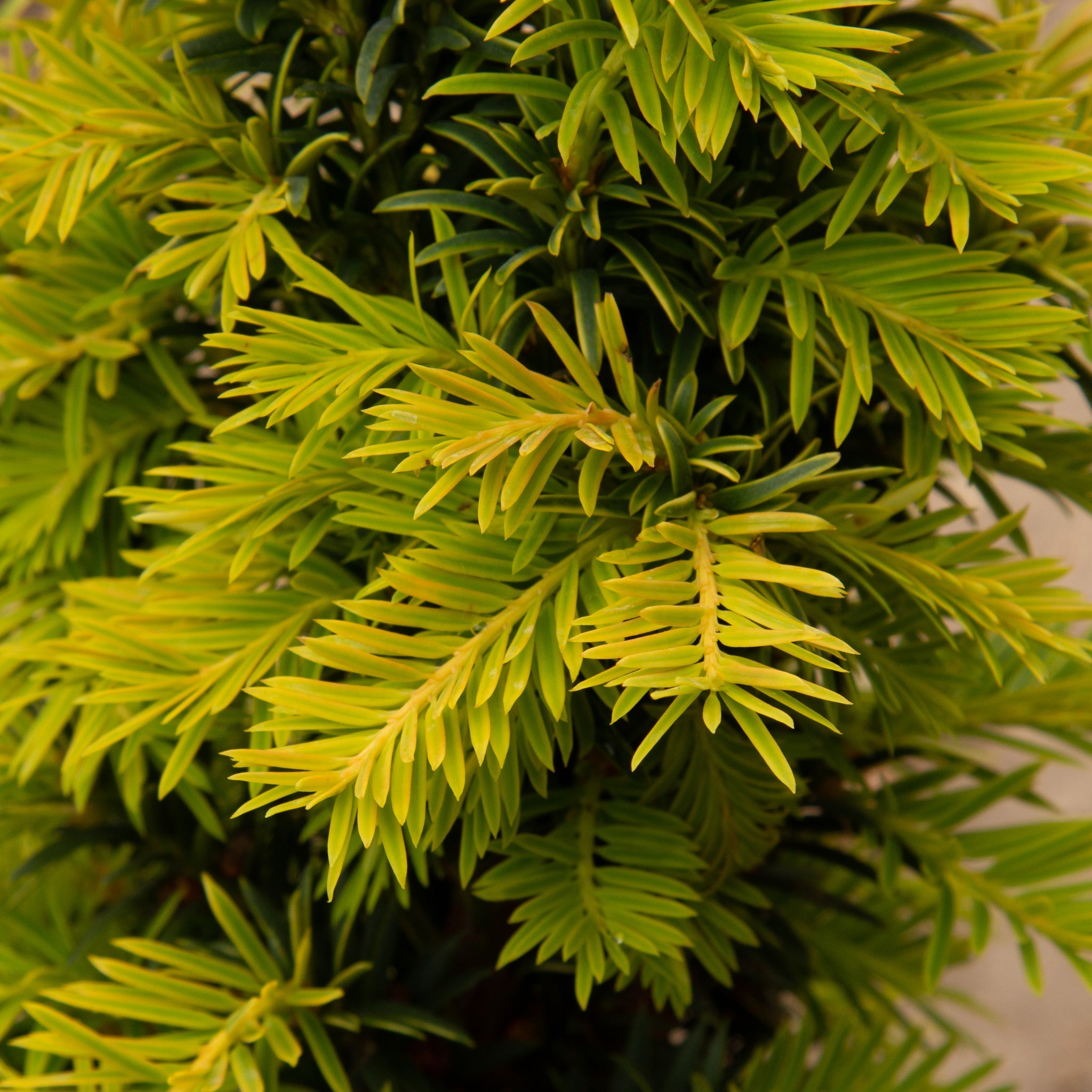 Taxus baccata Elegantissima