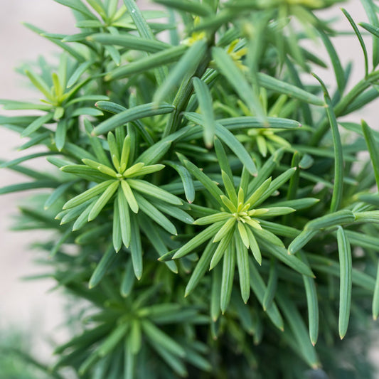 Taxus baccata Fastigiata Robusta - Yew Taxus baccata Fastigiata Robusta - Yew