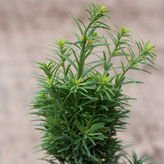Taxus baccata Fastigiata Robusta - Yew Taxus baccata Fastigiata Robusta - Yew