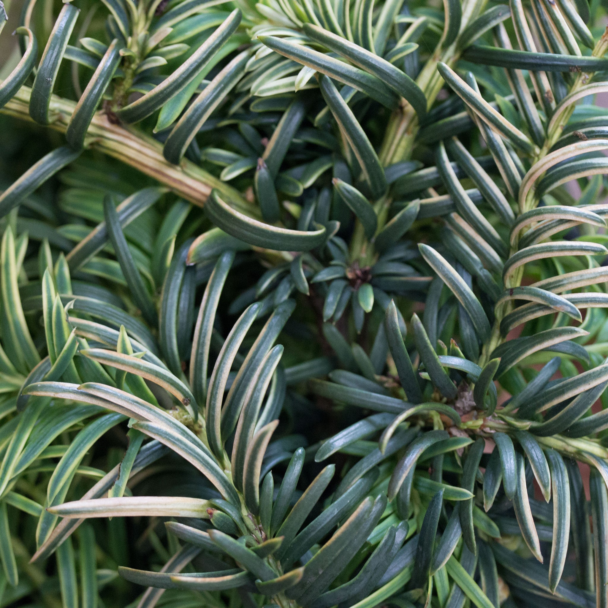 Taxus baccata Repens Aurea