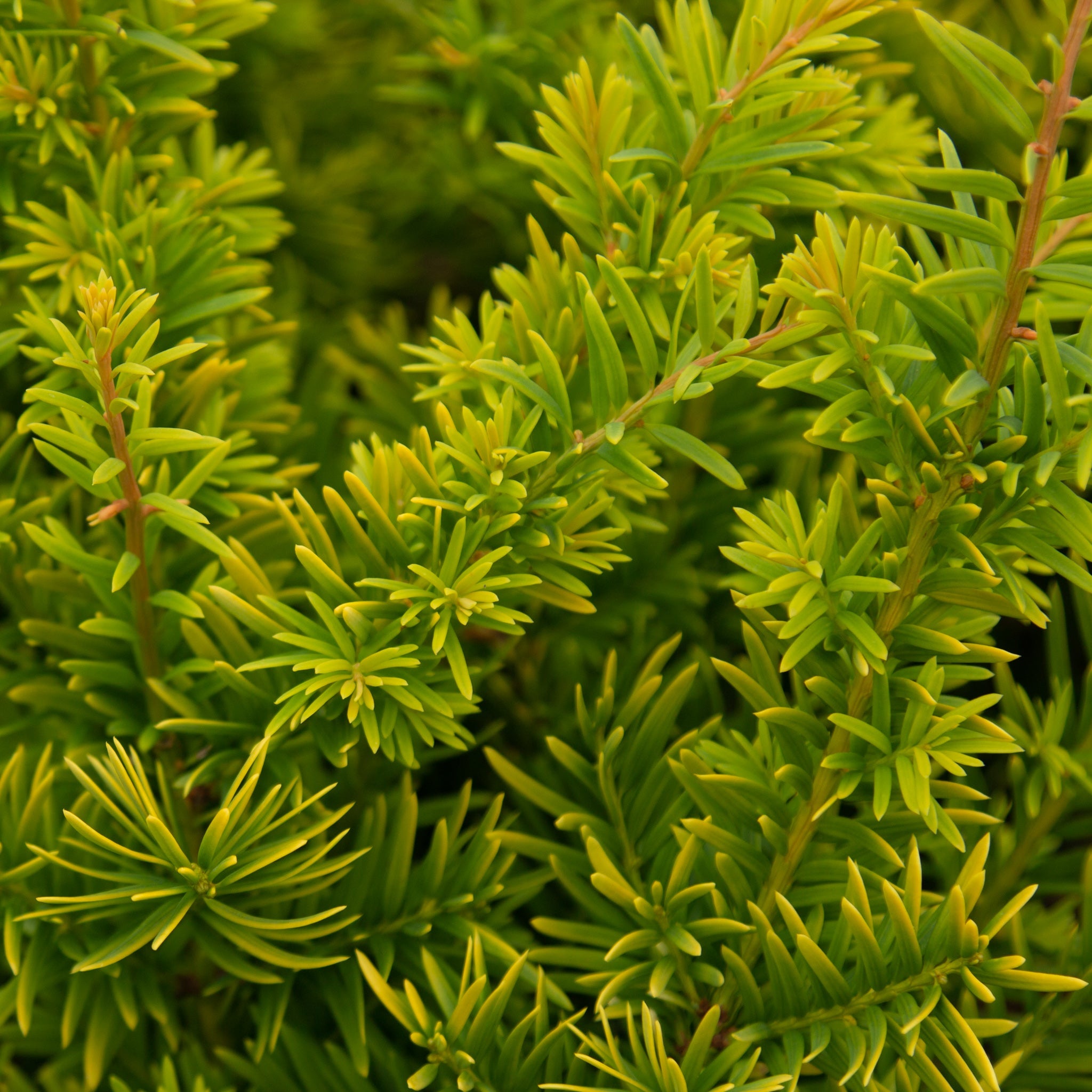taxus baccata semperaurea Taxus baccata Semper Aurea – Mail Order Trees