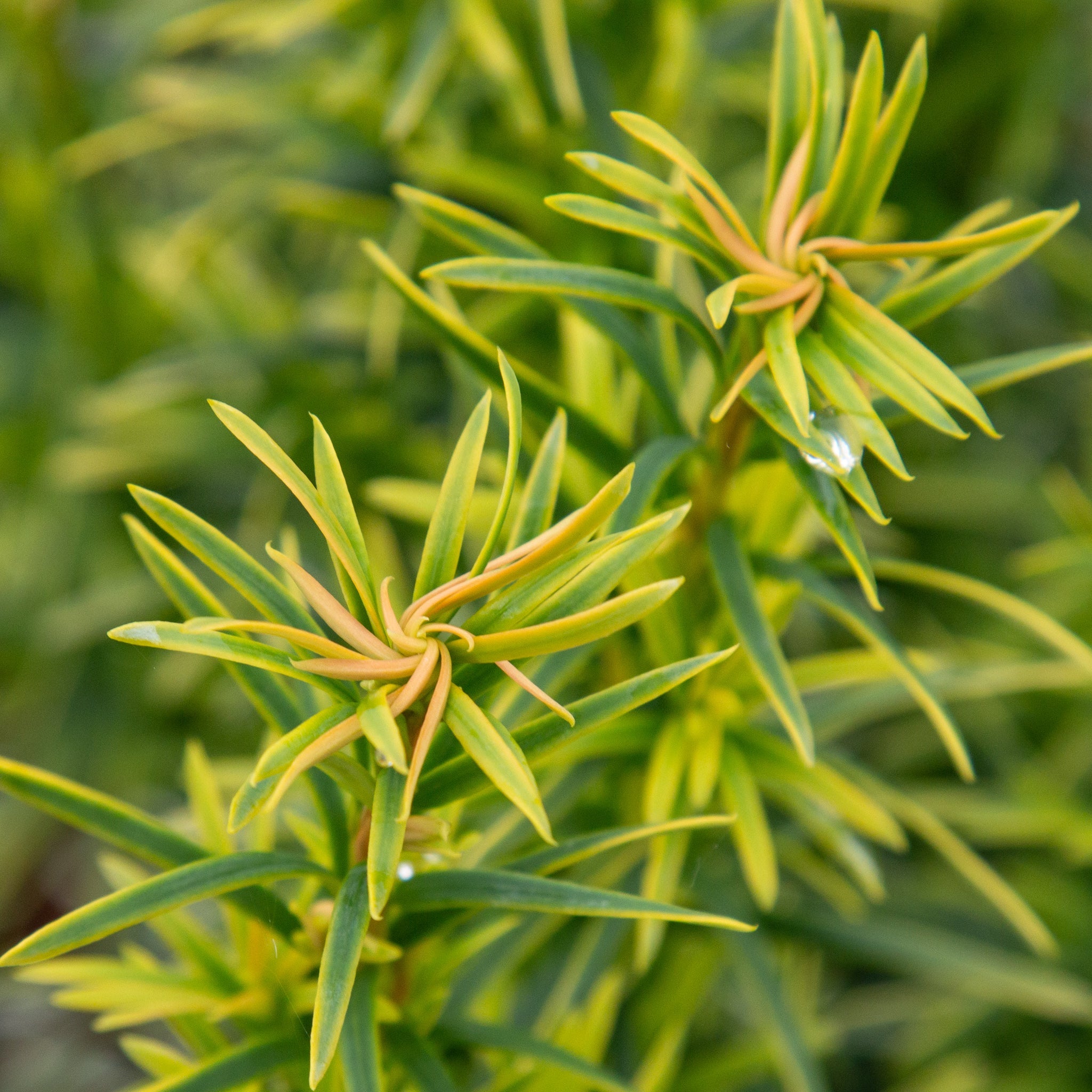 Taxus media Stefania – Mail Order Trees