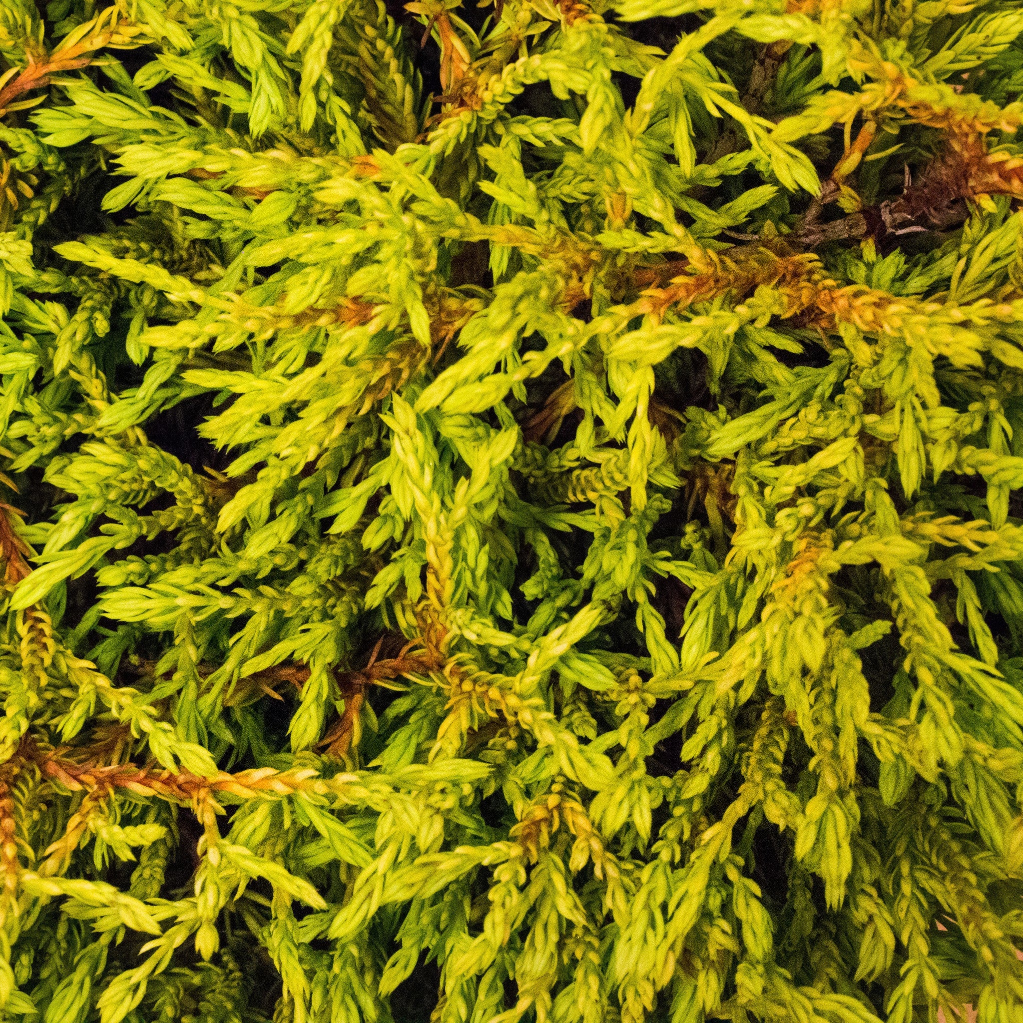 Thuja occidentalis Golden Tuffet