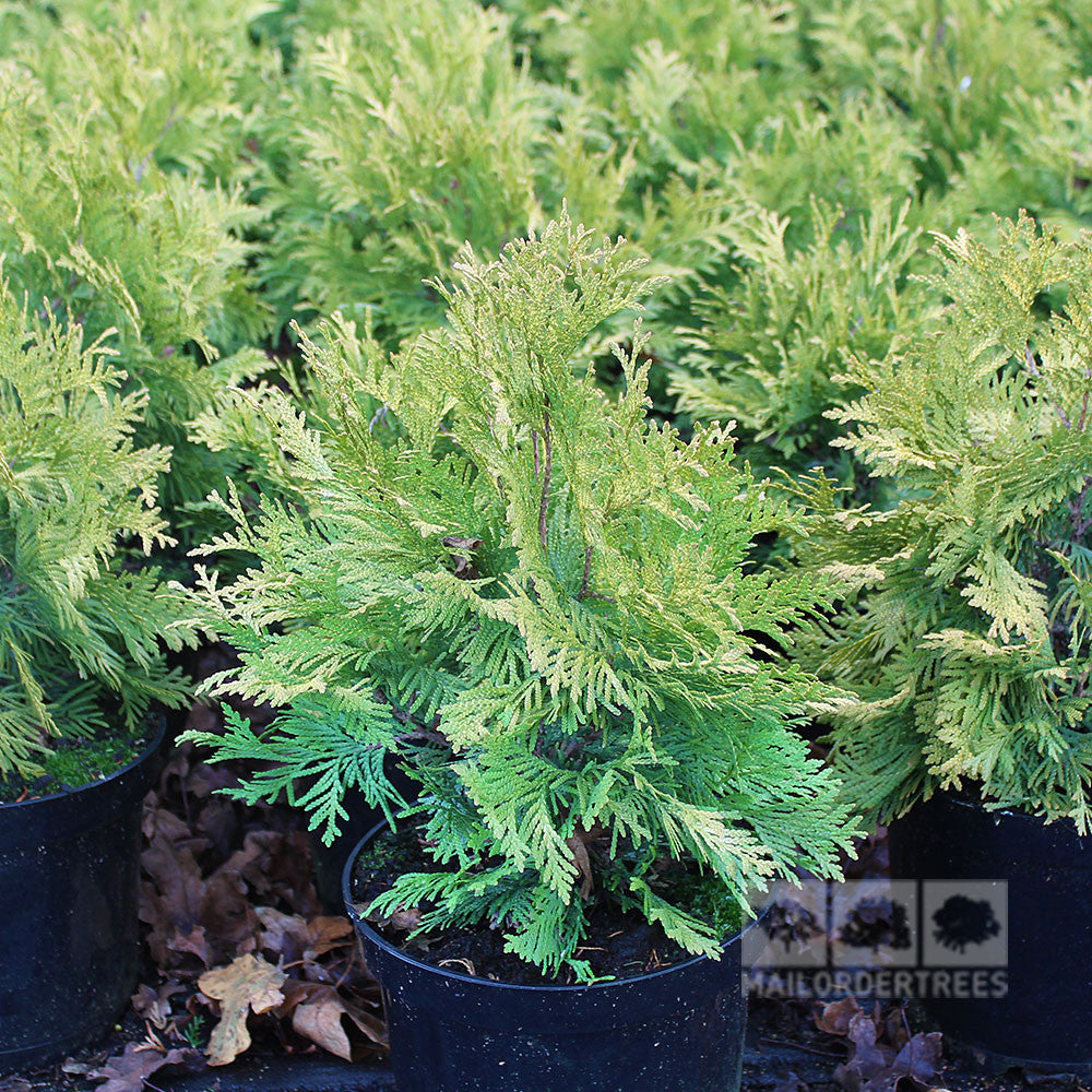 A close-up of Thuja occidentalis Sunkist Eastern Arborvitae highlights the dense, bright green foliage thriving in a garden or nursery setting.