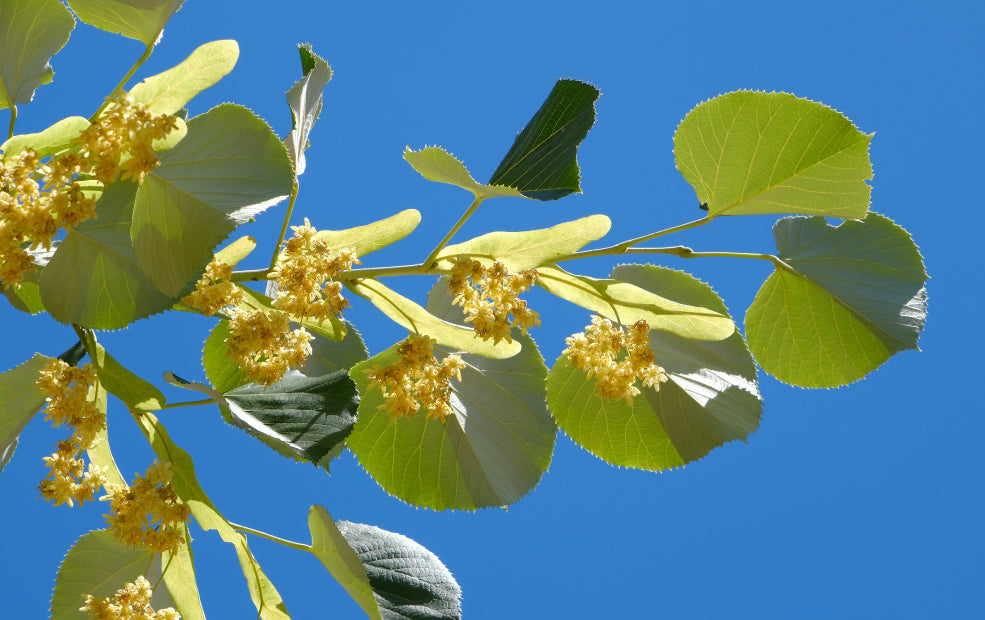 Nature’s Sweetheart and a Wildlife Haven. Nature’s Sweetheart and a Wildlife Haven.