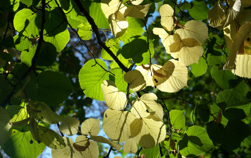 Effortless Growth with Timeless Appeal. Effortless Growth with Timeless Appeal.