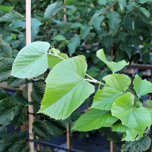 Tilia Brabant - Small Lime Brabant Tilia Brabant - Small Lime Brabant