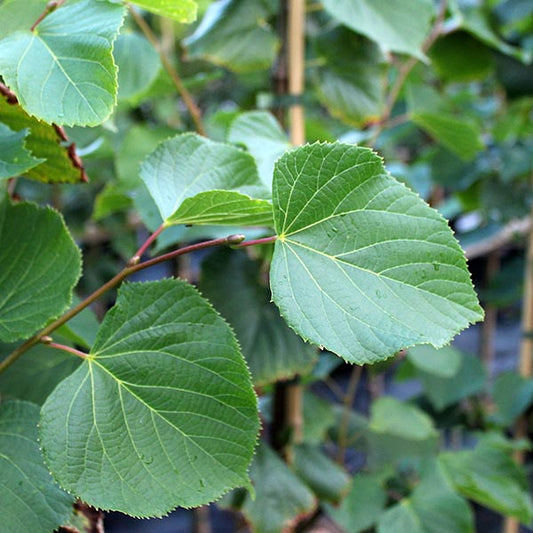 Tilia Pallida - Kaiser Linden Lime Tree Tilia Pallida - Kaiser Linden Lime Tree