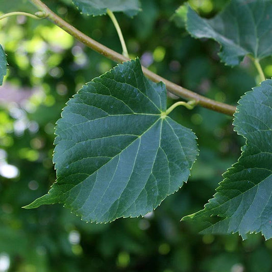 Tilia Rancho - Small Leaved Lime Tree Tilia Rancho - Small Leaved Lime Tree