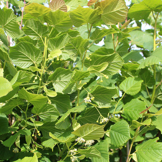 Tilia cordata Greenspire - Small Leaved Lime Tree Tilia cordata Greenspire - Small Leaved Lime Tree