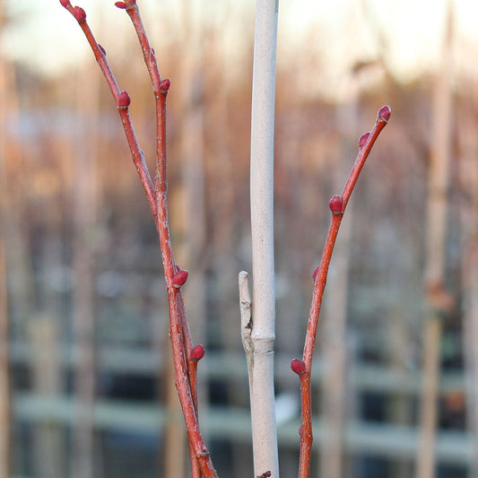 Tilia cordata Winter Orange - Small Leaved Lime Tree Tilia cordata Winter Orange - Small Leaved Lime Tree
