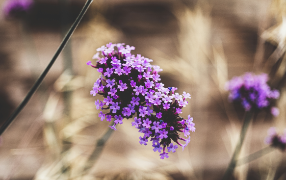 Verbena: A Light and Airy Beauty with Striking Blooms. Verbena: A Light and Airy Beauty with Striking Blooms.