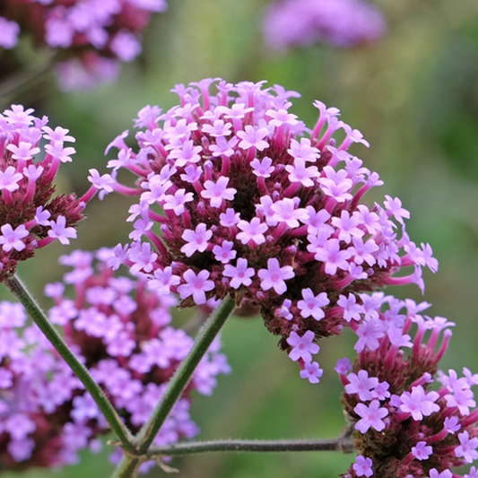 Verbena bonariensis Verbena bonariensis
