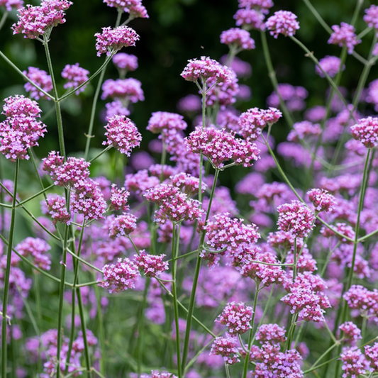 Verbena bonariensis Verbena bonariensis