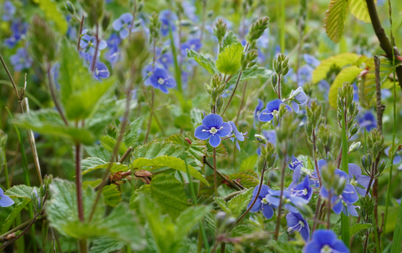 Versatile, Hardy, and Easy to Care For. Versatile, Hardy, and Easy to Care For.