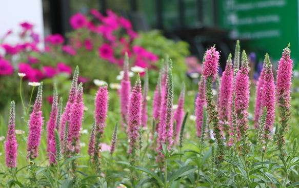 A Pollinator-Friendly Choice with Extended Blooming. A Pollinator-Friendly Choice with Extended Blooming.