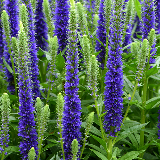 Veronica spicata 'Ulster Dwarf Blue' Veronica spicata 'Ulster Dwarf Blue'