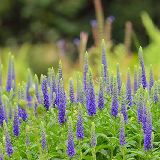 Veronica spicata 'Ulster Dwarf Blue' Veronica spicata 'Ulster Dwarf Blue'