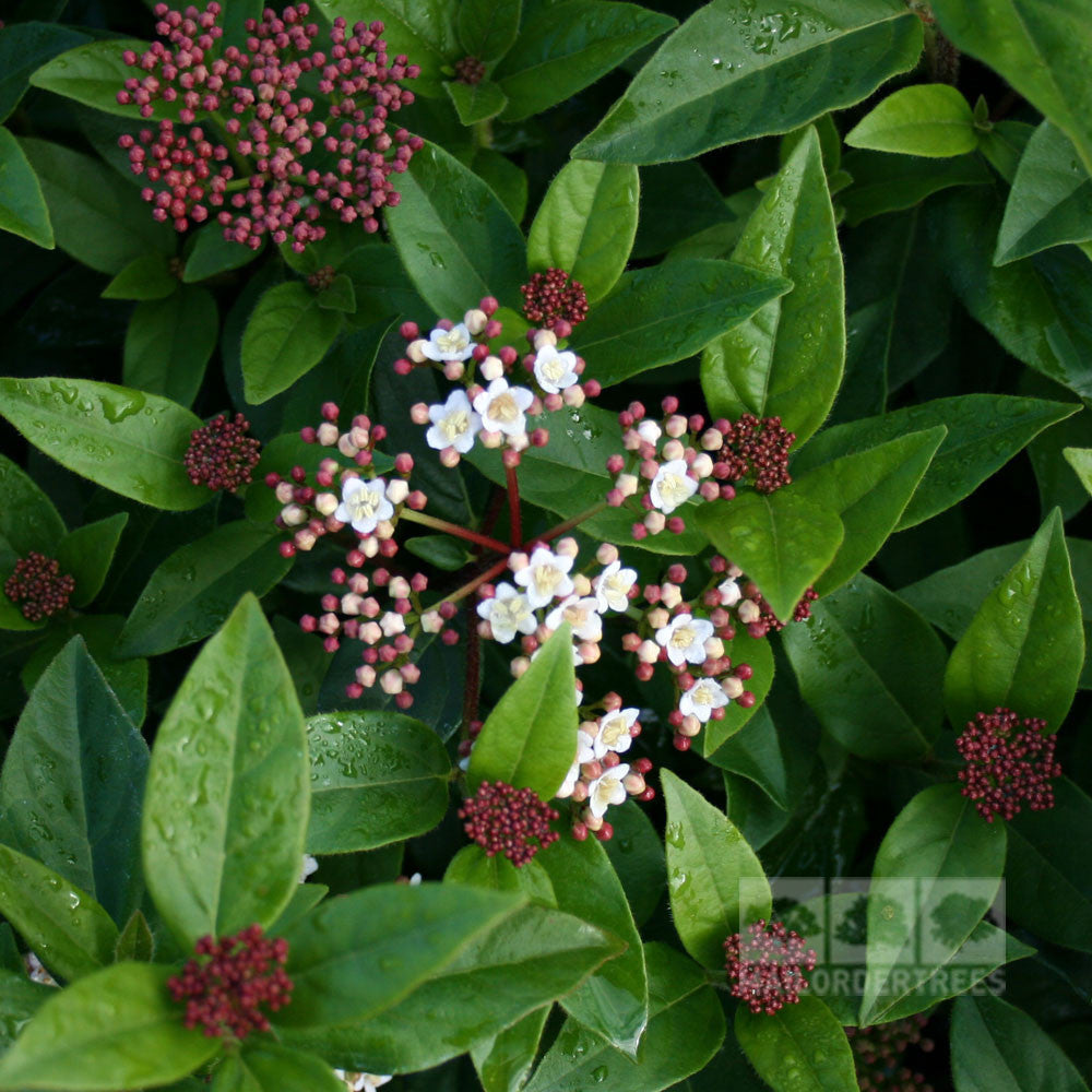 The Viburnum Eve Price - Viburnum showcases clusters of small white flowers and pink buds amid lush green leaves, forming a picturesque scene against its evergreen backdrop.