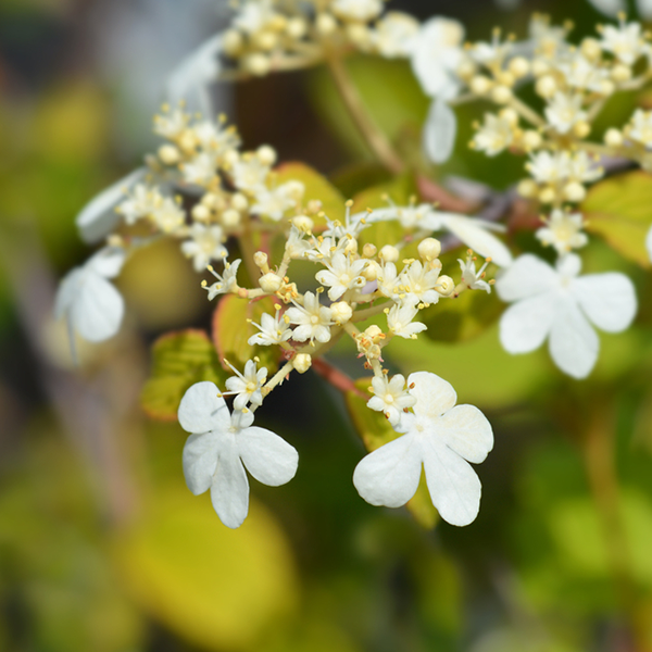 Close-up of delicate white flowers and buds on a green leafy branch of the Viburnum Kilimanjaro Sunrise, also known as Japanese Snowball Tree, set against a blurred background.
