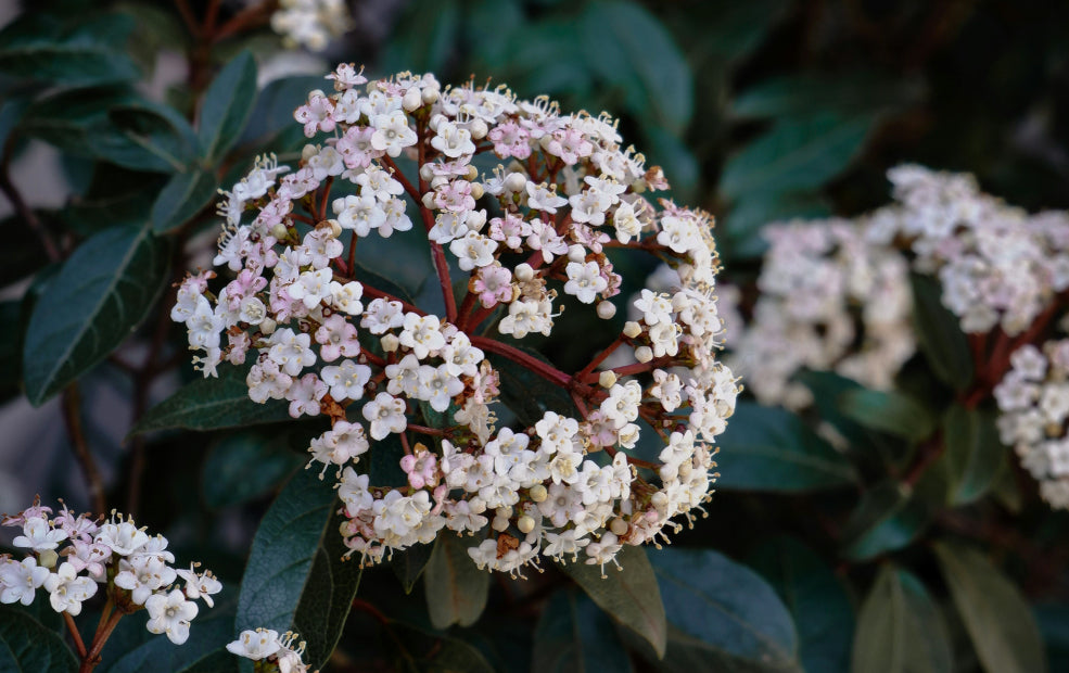 Viburnum: A Versatile Beauty for Every Season. Viburnum: A Versatile Beauty for Every Season.